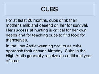 CUBS
For at least 20 months, cubs drink their
mother's milk and depend on her for survival.
Her success at hunting is critical for her own
needs and for teaching cubs to find food for
themselves.
In the Low Arctic weaning occurs as cubs
approach their second birthday. Cubs in the
High Arctic generally receive an additional year
of care.
 