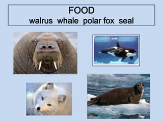FOOD
walrus whale polar fox seal
 