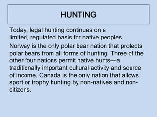 HUNTING
Today, legal hunting continues on a
limited, regulated basis for native peoples.
Norway is the only polar bear nation that protects
polar bears from all forms of hunting. Three of the
other four nations permit native hunts—a
traditionally important cultural activity and source
of income. Canada is the only nation that allows
sport or trophy hunting by non-natives and non-
citizens.
 
