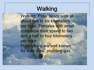 Walking
Walking. Polar bears walk at
about five to six kilometers
per hour. Females with small
cubs slow their speed to two
and a half to four kilometers
per hour.
Polar bears are well known
for their slow, plodding gait.
 
