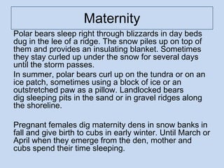 Maternity
Polar bears sleep right through blizzards in day beds
dug in the lee of a ridge. The snow piles up on top of
them and provides an insulating blanket. Sometimes
they stay curled up under the snow for several days
until the storm passes.
In summer, polar bears curl up on the tundra or on an
ice patch, sometimes using a block of ice or an
outstretched paw as a pillow. Landlocked bears
dig sleeping pits in the sand or in gravel ridges along
the shoreline.
Pregnant females dig maternity dens in snow banks in
fall and give birth to cubs in early winter. Until March or
April when they emerge from the den, mother and
cubs spend their time sleeping.
 
