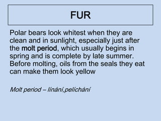 FUR
Polar bears look whitest when they are
clean and in sunlight, especially just after
the molt period, which usually begins in
spring and is complete by late summer.
Before molting, oils from the seals they eat
can make them look yellow
Molt period – línání,pelíchání
 
