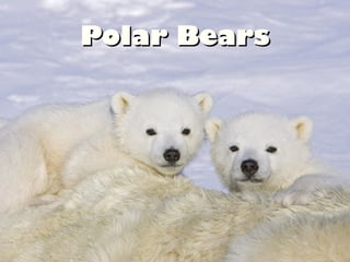 Polar BearsPolar Bears
 