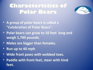 Characteristics of
Polar Bears
• A group of polar bears is called a
"Celebration of Polar Bears".
• Polar bears can grow to 10 feet long and
weigh 1,700 pounds.
• Males are bigger than females.
• Run up to 40 mph
• Wide front paws with webbed toes.
• Paddle with front feet, steer with hind
feet.
 