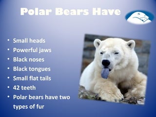 Polar bears | PPT