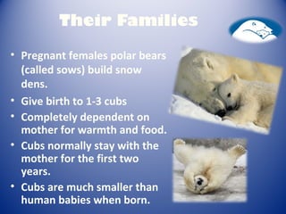 Their Families
• Pregnant females polar bears
(called sows) build snow
dens.
• Give birth to 1-3 cubs
• Completely dependent on
mother for warmth and food.
• Cubs normally stay with the
mother for the first two
years.
• Cubs are much smaller than
human babies when born.
 