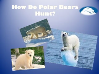 How Do Polar Bears
Hunt?
 