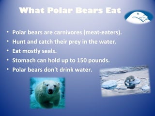 What Polar Bears Eat
• Polar bears are carnivores (meat-eaters).
• Hunt and catch their prey in the water.
• Eat mostly seals.
• Stomach can hold up to 150 pounds.
• Polar bears don't drink water.
 
