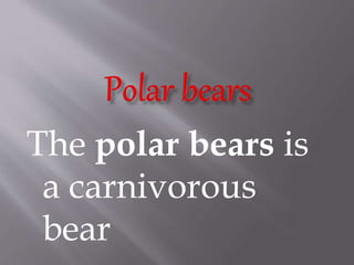 The polar bears is
a carnivorous
bear
 