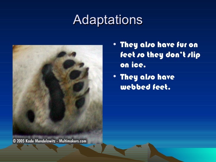 Polar bears by tanner b