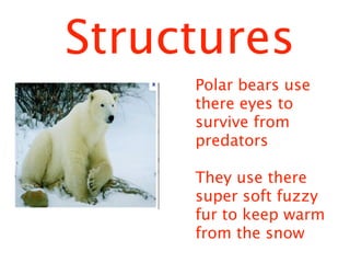 Structures
     Polar bears use
     there eyes to
     survive from
     predators

     They use there
     super soft fuzzy
     fur to keep warm
     from the snow
 