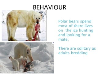 BEHAVIOUR

      Polar bears spend
      most of there lives
      on the ice hunting
      and looking for a
      mate.

      There are solitary as
      adults bredding
 