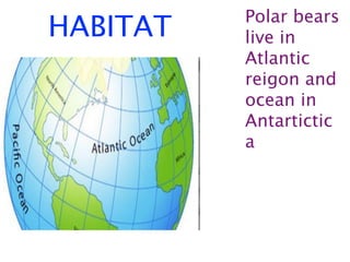 Polar bears
HABITAT   live in
          Atlantic
          reigon and
          ocean in
          Antartictic
          a
 