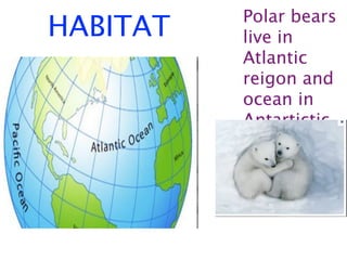 Polar bears
HABITAT   live in
          Atlantic
          reigon and
          ocean in
          Antartictic
          a
 