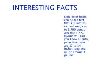 INTERESTING FACTS
             Male polar bears
             can be ten feet
             that’s (3 meters)
             tall and weigh up
             to 1,700 ponds
             and that’s 771
             kilograms . Did
             you know at birth,
             polar bear cubs
             are 12 to 14
             inches long and
             weigh around 1
             pound.
 