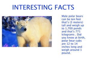 INTERESTING FACTS
             Male polar bears
             can be ten feet
             that’s (3 meters)
             tall and weigh up
             to 1,700 ponds
             and that’s 771
             kilograms . Did
             you know at birth,
             polar bear cubs
             are 12 to 14
             inches long and
             weigh around 1
             pound.
 