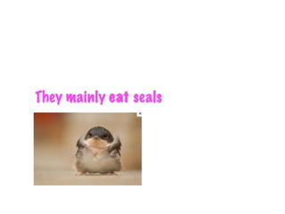 They mainly eat seals
 