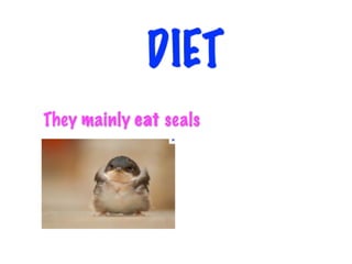 DIET
They mainly eat seals
 
