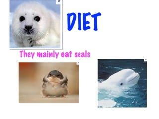 DIET
They mainly eat seals
 