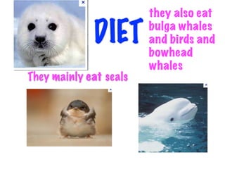 they also eat

             DIET       bulga whales
                        and birds and
                        bowhead
                        whales
They mainly eat seals
 