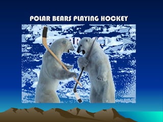 POLAR BEARS POLAR BEARS PLAYING HOCKEY 