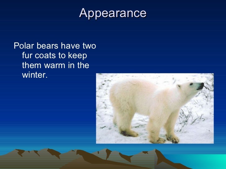 Polar Bears by Ryan