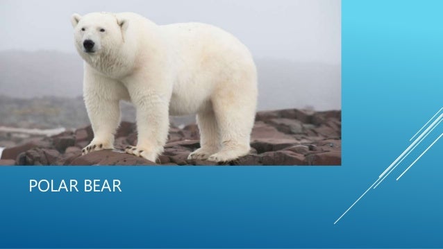 Polar bear vs walrus fight- who going to win?