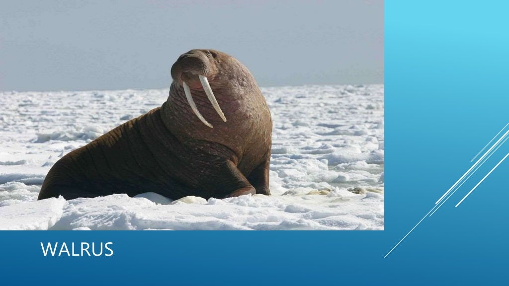 Polar bear vs walrus fight- who going to win?