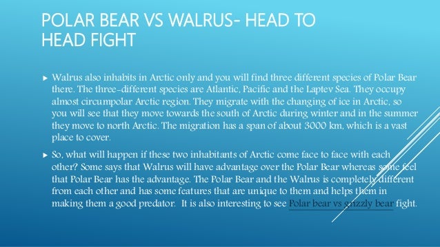 Polar bear vs walrus fight- who going to win?
