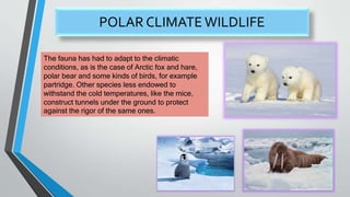 POLAR CLIMATE WILDLIFE
The fauna has had to adapt to the climatic
conditions, as is the case of Arctic fox and hare,
polar bear and some kinds of birds, for example
partridge. Other species less endowed to
withstand the cold temperatures, like the mice,
construct tunnels under the ground to protect
against the rigor of the same ones.
 