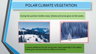 POLAR CLIMATEVEGETATION
During the summer months moss, lichens and scrub grow on the tundra.
In places sheltered from the strong polar winds especially in the valleys,
forests grow, formed mainly by willows and birches.
 