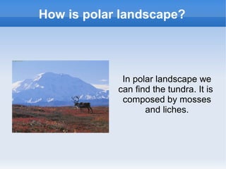 How is polar landscape?
In polar landscape we
can find the tundra. It is
composed by mosses
and liches.
 