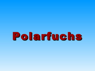 PolarfuchsPolarfuchs
 