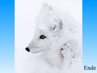 Ende
 