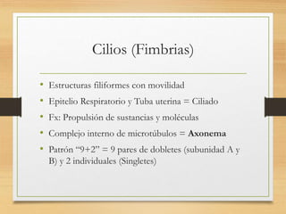 Cilios (Fimbrias)
• Estructuras filiformes con movilidad
• Epitelio Respiratorio y Tuba uterina = Ciliado
• Fx: Propulsión de sustancias y moléculas
• Complejo interno de microtúbulos = Axonema
• Patrón “9+2” = 9 pares de dobletes (subunidad A y
B) y 2 individuales (Singletes)
 