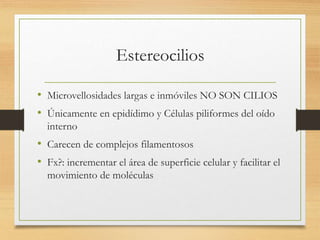 Estereocilios
• Microvellosidades largas e inmóviles NO SON CILIOS
• Únicamente en epidídimo y Células piliformes del oído
interno
• Carecen de complejos filamentosos
• Fx?: incrementar el área de superficie celular y facilitar el
movimiento de moléculas
 