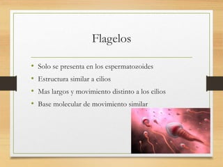 Flagelos
• Solo se presenta en los espermatozoides
• Estructura similar a cilios
• Mas largos y movimiento distinto a los cilios
• Base molecular de movimiento similar
 