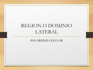 REGION O DOMINIO
LATERAL
POLARIDAD CELULAR
 