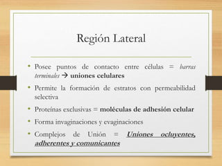 Región Lateral
• Posee puntos de contacto entre células = barras
terminales  uniones celulares
• Permite la formación de estratos con permeabilidad
selectiva
• Proteínas exclusivas = moléculas de adhesión celular
• Forma invaginaciones y evaginaciones
• Complejos de Unión = Uniones ocluyentes,
adherentes y comunicantes
 