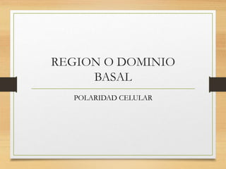 REGION O DOMINIO
BASAL
POLARIDAD CELULAR
 