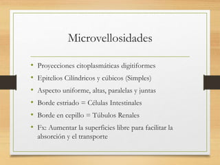 Microvellosidades
• Proyecciones citoplasmáticas digitiformes
• Epitelios Cilíndricos y cúbicos (Simples)
• Aspecto uniforme, altas, paralelas y juntas
• Borde estriado = Células Intestinales
• Borde en cepillo = Túbulos Renales
• Fx: Aumentar la superficies libre para facilitar la
absorción y el transporte
 