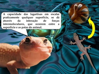 A capacidade das lagartixas em escalar
praticamente qualquer superfície, se dá
através
da
interação
de
forças
intermoleculares, que ocorrem entre a
superfície e as patas do animal.

 