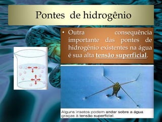 Pontes de hidrogênio
     • Outra            consequência
       importante das pontes de
       hidrogênio existentes na água
       é sua alta tensão superficial.
 