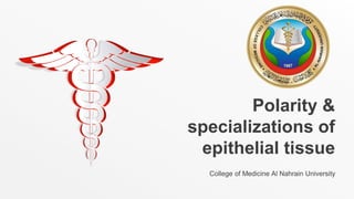Polarity &
specializations of
epithelial tissue
College of Medicine Al Nahrain University
 