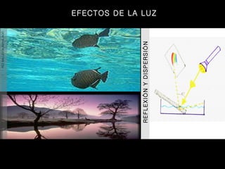 REFLEXIÓN Y DISPERSIÓN PEZ BALLESTA REFLEJADO EFECTOS DE LA LUZ 