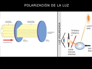 LUZ POLARIZADA POLARIZACIÓN DE LA LUZ 