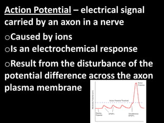 Action Potential – electrical signal
carried by an axon in a nerve
oCaused by ions
oIs an electrochemical response
oResult from the disturbance of the
potential difference across the axon
plasma membrane
 