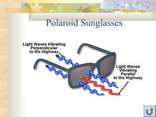 Polaroid Sunglasses
 