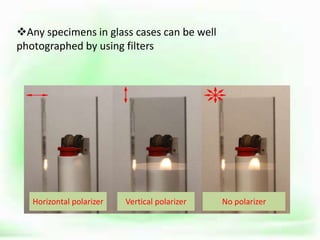 Any specimens in glass cases can be well
photographed by using filters
No polarizerVertical polarizerHorizontal polarizer
 