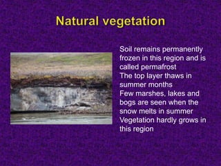 Soil remains permanently
frozen in this region and is
called permafrost
The top layer thaws in
summer months
Few marshes, lakes and
bogs are seen when the
snow melts in summer
Vegetation hardly grows in
this region
 